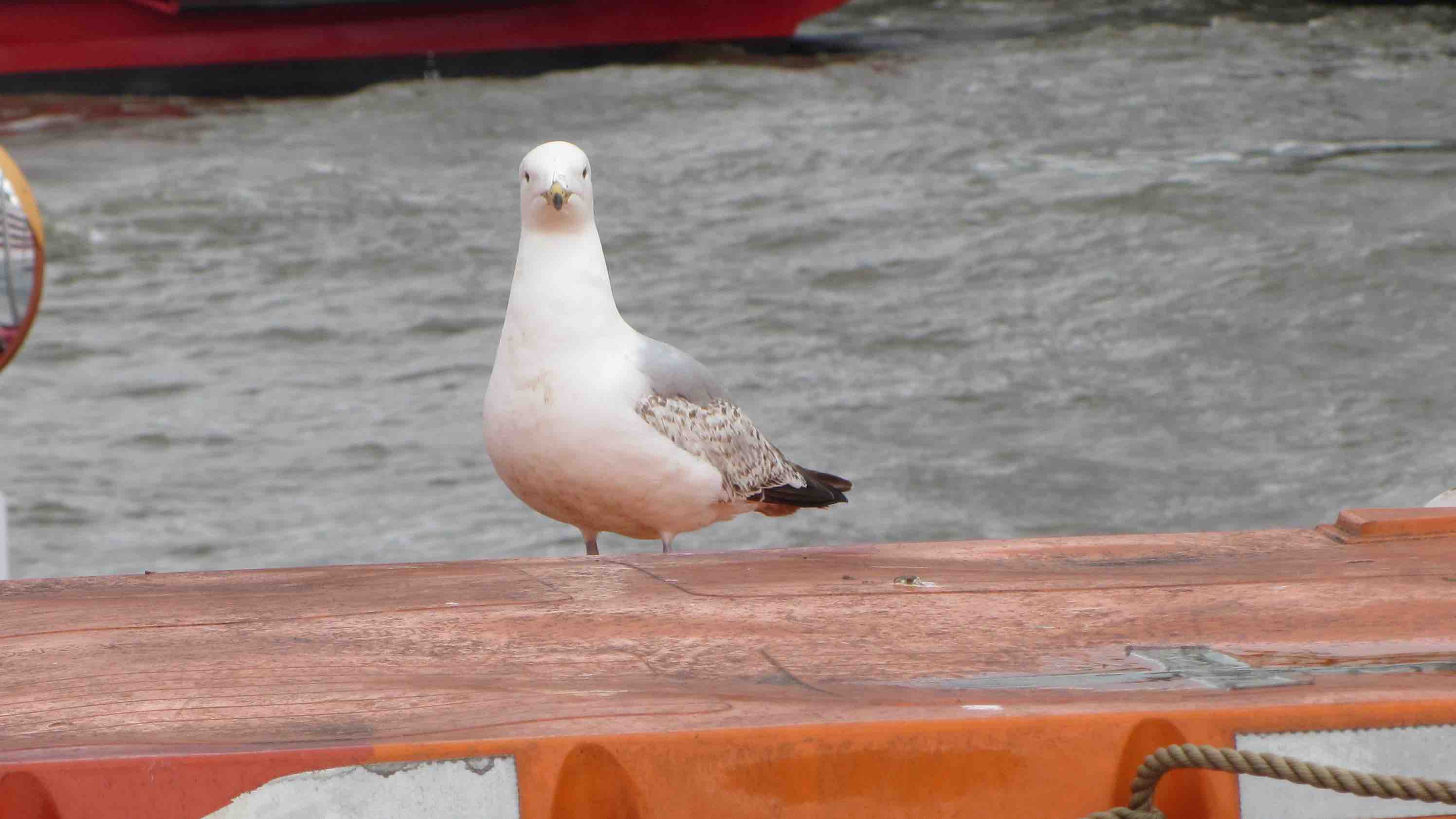 Cropped image of a seagull on an orange gunwale
